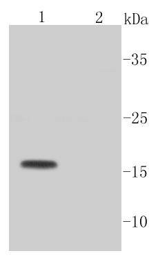 Active Caspase-3 Antibody