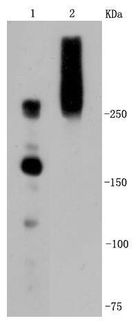 M6PR Antibody