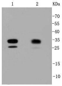Cdk2 Antibody