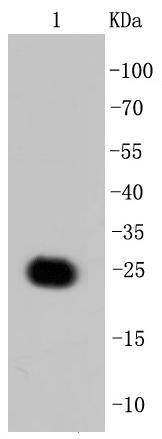 GFP Antibody