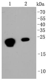 HP1 alpha Antibody