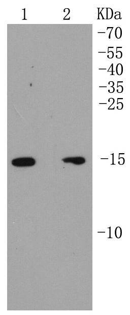p16 ARC Antibody
