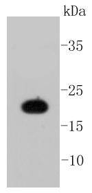 Caveolin Antibody