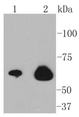 NF-kB p65 Antibody