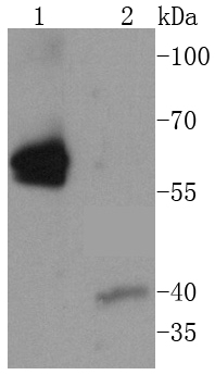 Caspase-8 Antibody