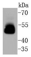 Tau Antibody