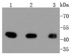 MEK1 Antibody