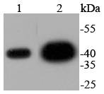 ERK2 Antibody