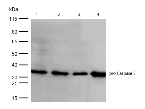 pro Caspase 3 Antibody