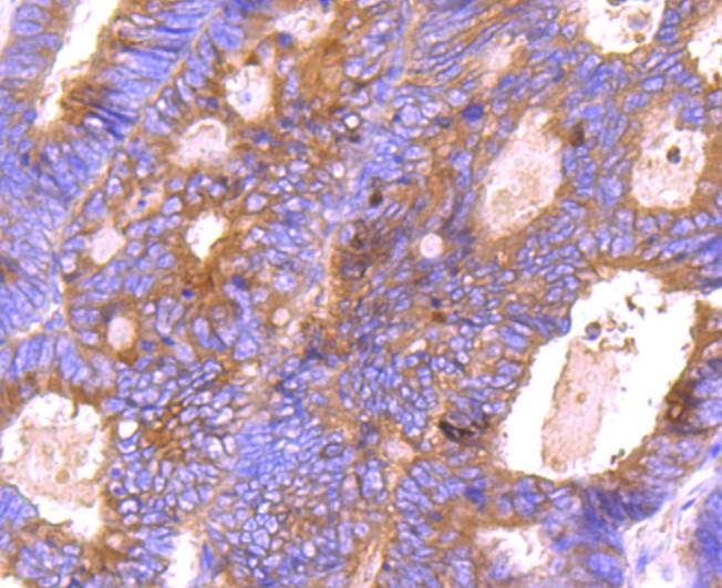 Bcl-XL Antibody