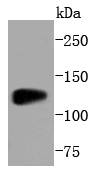 SIRT1 Antibody