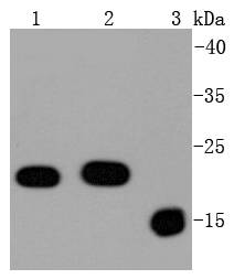 Bax Antibody