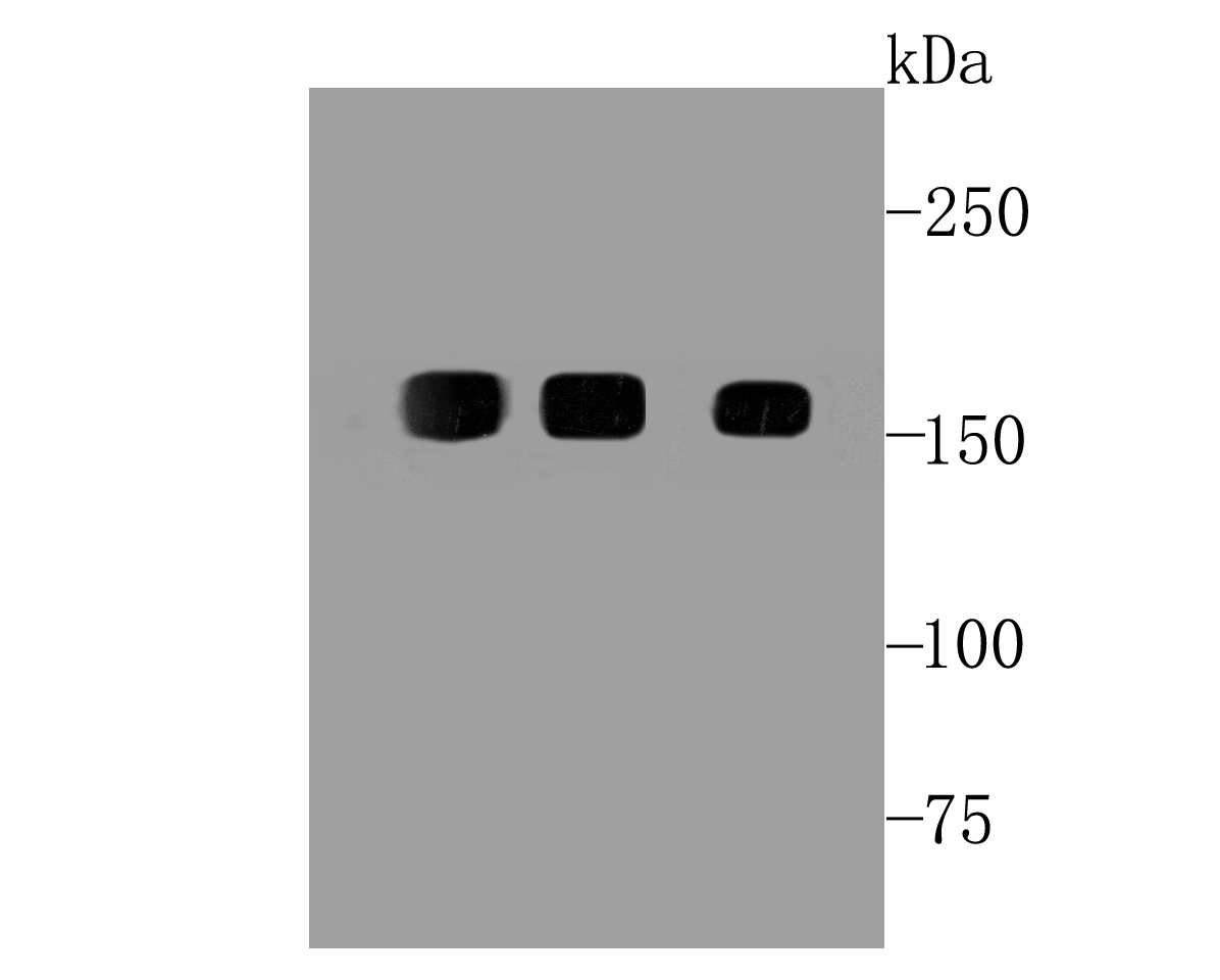 EGFR Antibody