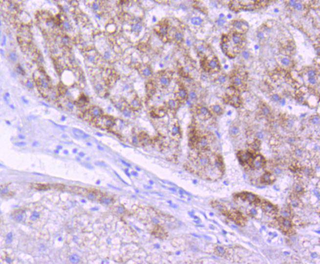 AIF Antibody