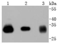 IKB alpha Antibody