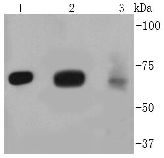 FOXO3A Antibody