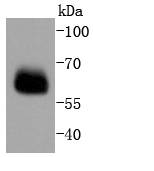 Smad4 Antibody