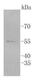 ERG Antibody