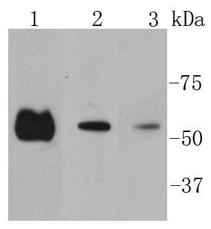 Smad2 Antibody