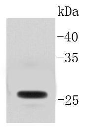 GFP Antibody