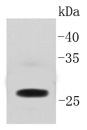 GFP Antibody