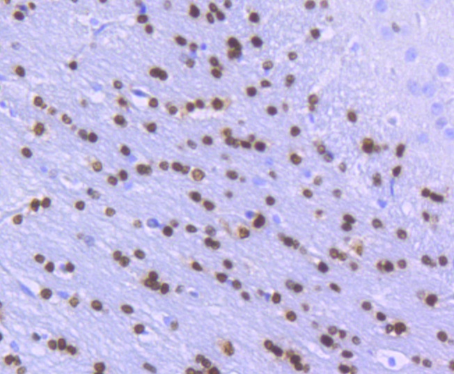 Olig2 Antibody