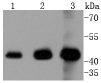 ERK1 Antibody