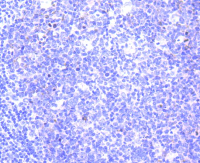 Survivin Antibody