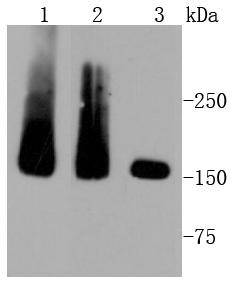 MSH6 Antibody