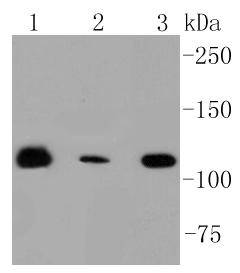 RNF20 Antibody