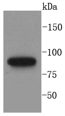 MLH1 Antibody
