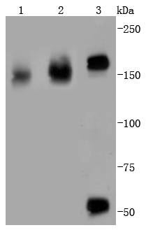 EGFR Antibody