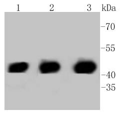 PHD1/prolyl hydroxylase Antibody