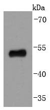 p53 Antibody