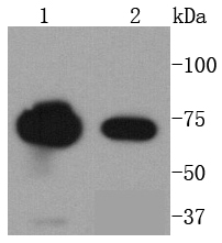 FUBP1 Antibody