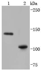 SHIP Antibody