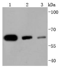HDAC1 Antibody