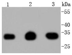 PCNA Antibody