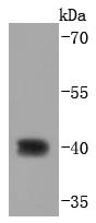 CDX2 Antibody