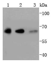 YY1 Antibody