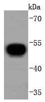 V5 tag Antibody