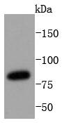STAT3 Antibody