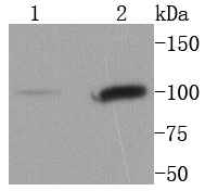 STAT6 Antibody