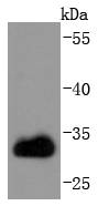 CDK1 Antibody