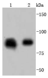 Hsp90 beta Antibody