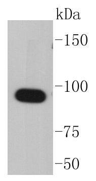 Hsp90 alpha Antibody