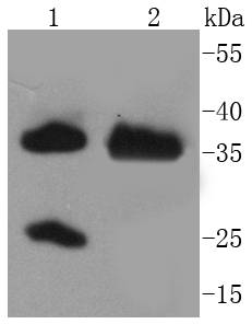 ARG1 Antibody