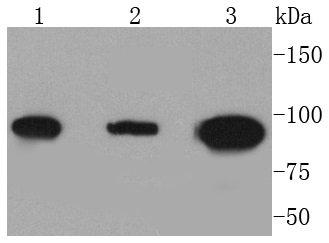 Dnmt3b Antibody