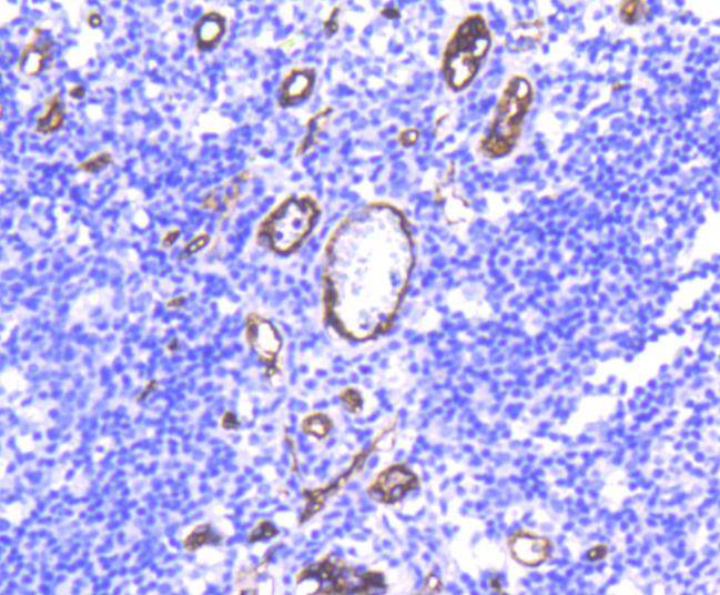 CD34 Antibody