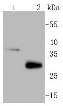 MCL1 Antibody